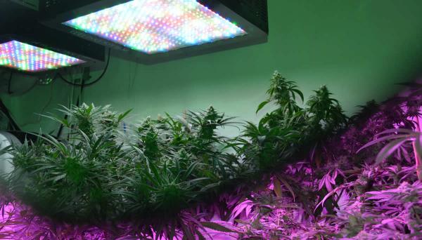 معرفی انواع لامپ ال ای دی برای گیاهان 