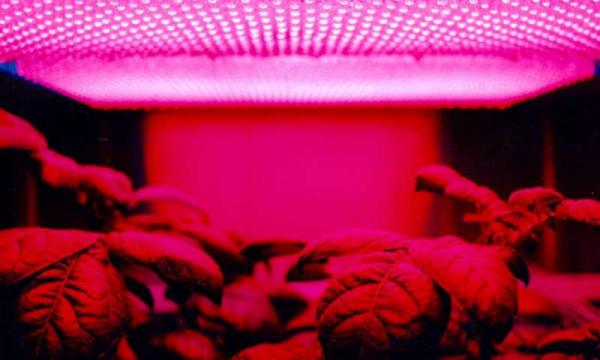 فروش لامپ ال ای دی با قیمتی عالی مخصوص گیاهان